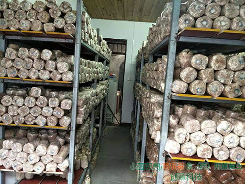 茯苓菌種 茯苓菌種